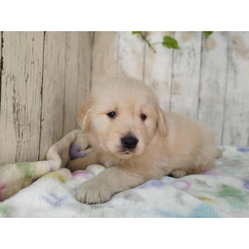 販売中の三重県のゴールデンレトリーバー-432258の3枚目