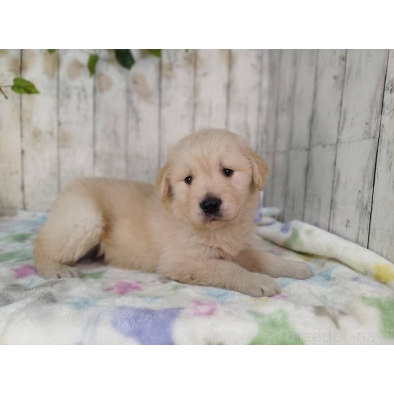 販売中の三重県のゴールデンレトリーバー-432258の4枚目