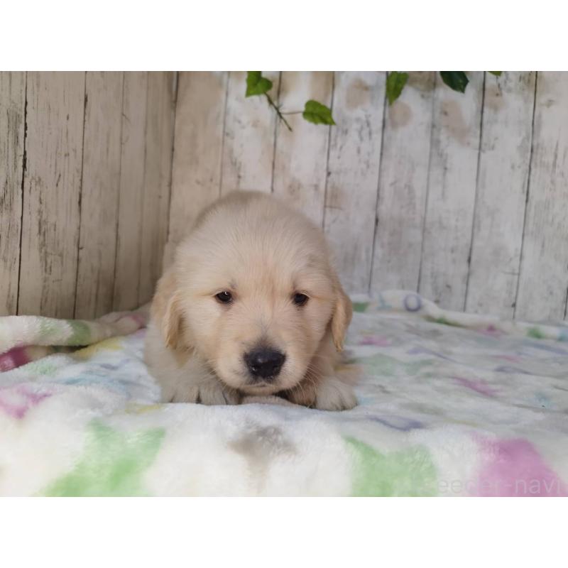 販売中の三重県のゴールデンレトリーバー-432258の2枚目