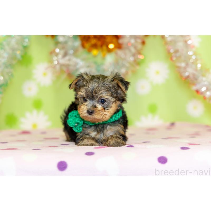 販売中の大分県のヨークシャーテリア-432259の7枚目