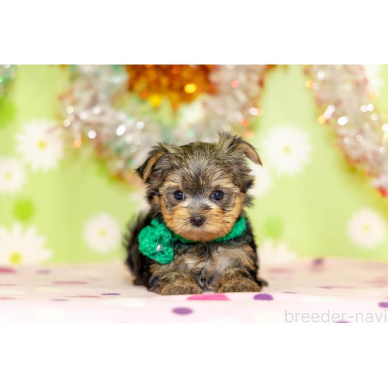 販売中の大分県のヨークシャーテリア-432259の6枚目