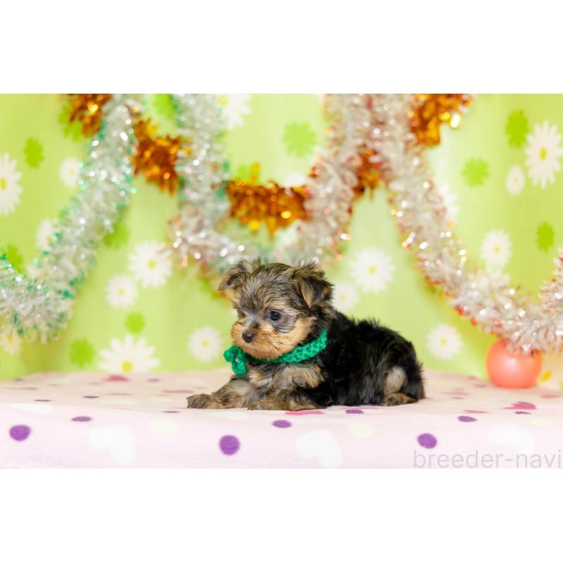 販売中の大分県のヨークシャーテリア-432259の4枚目