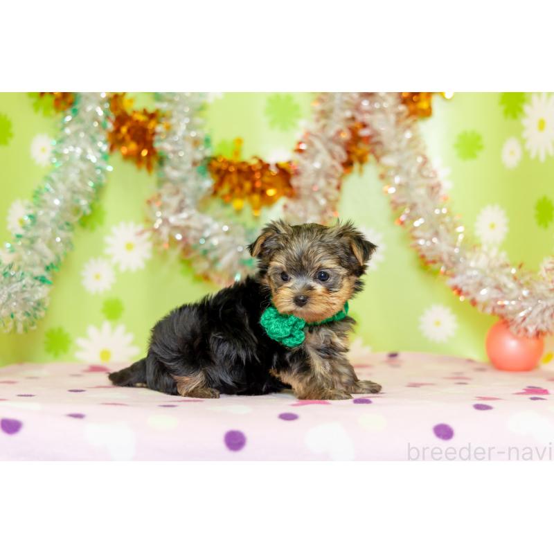 販売中の大分県のヨークシャーテリア-432259の3枚目