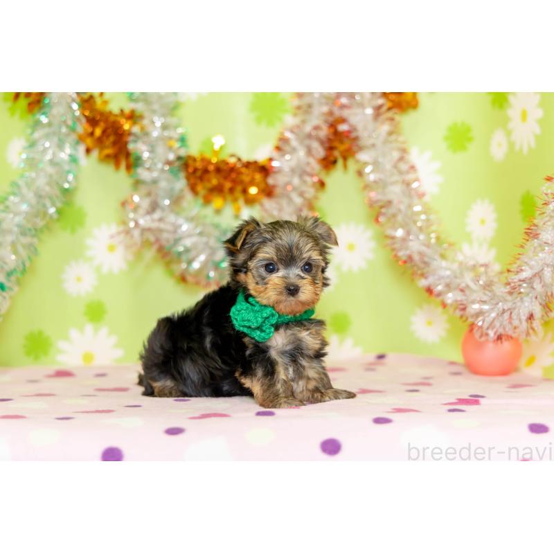 販売中の大分県のヨークシャーテリア-432259の2枚目