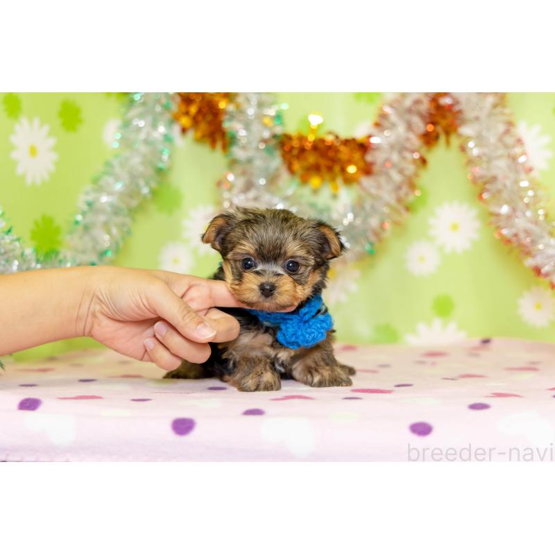 販売中の大分県のヨークシャーテリア-432260の6枚目