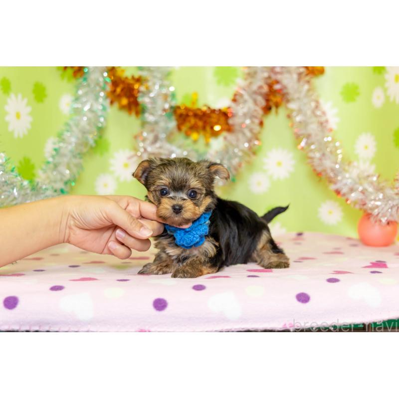 販売中の大分県のヨークシャーテリア-432260の4枚目