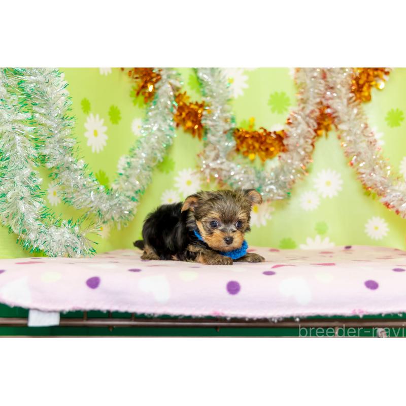 販売中の大分県のヨークシャーテリア-432260の3枚目