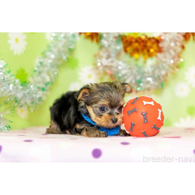 販売中の大分県のヨークシャーテリア-432260の2枚目