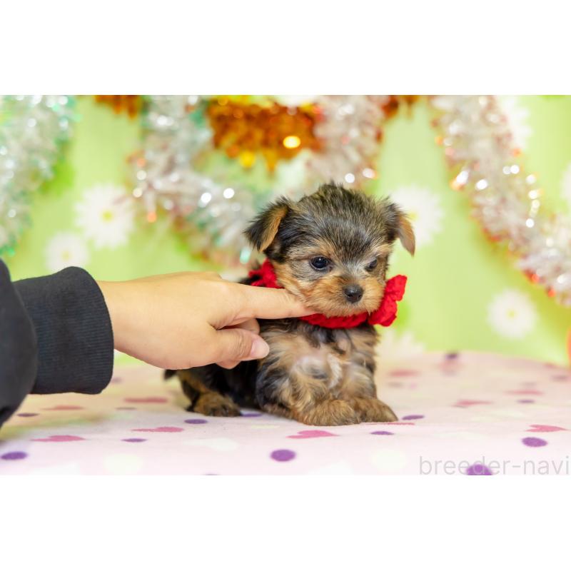 販売中の大分県のヨークシャーテリア-432262の6枚目