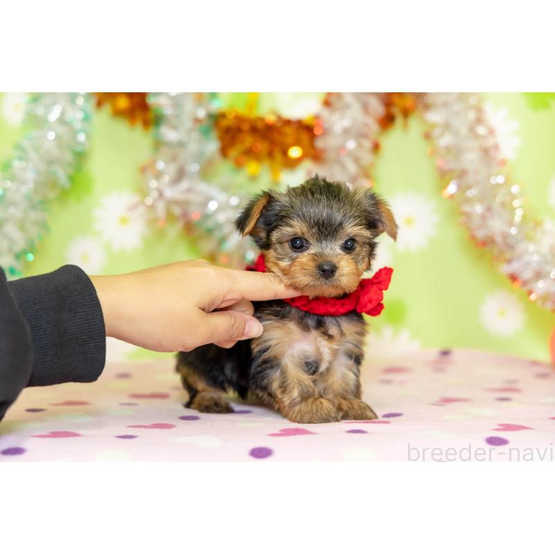 販売中の大分県のヨークシャーテリア-432262の5枚目