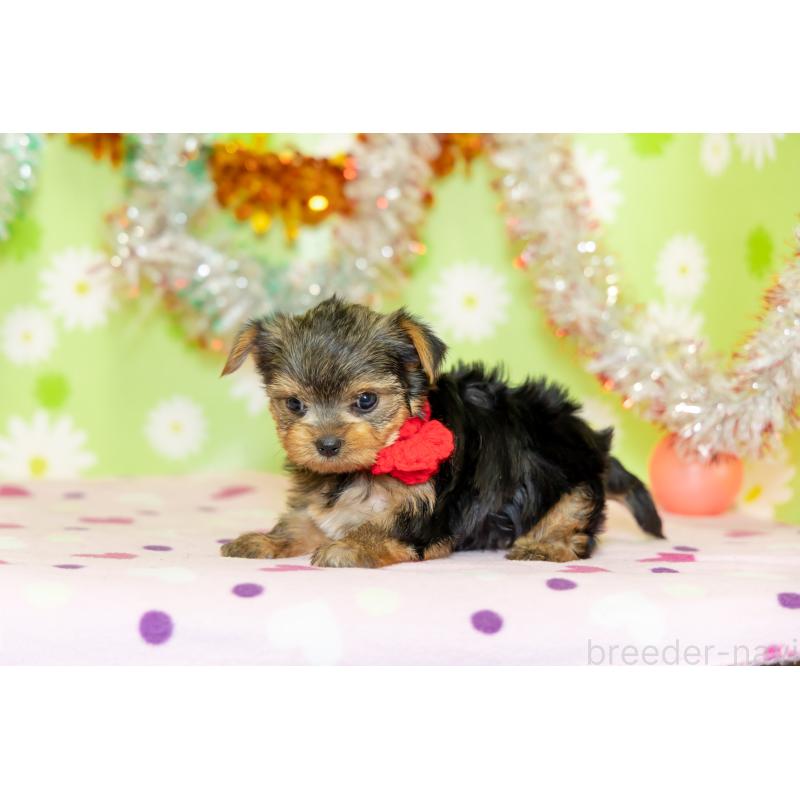 販売中の大分県のヨークシャーテリア-432262の3枚目