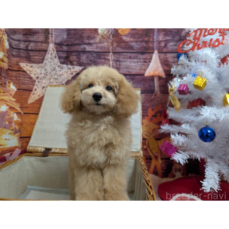 販売中の愛知県のタイニープードル-432261の4枚目