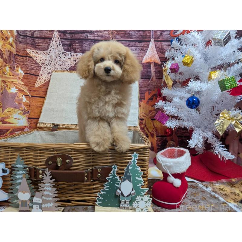 販売中の愛知県のタイニープードル-432261の5枚目