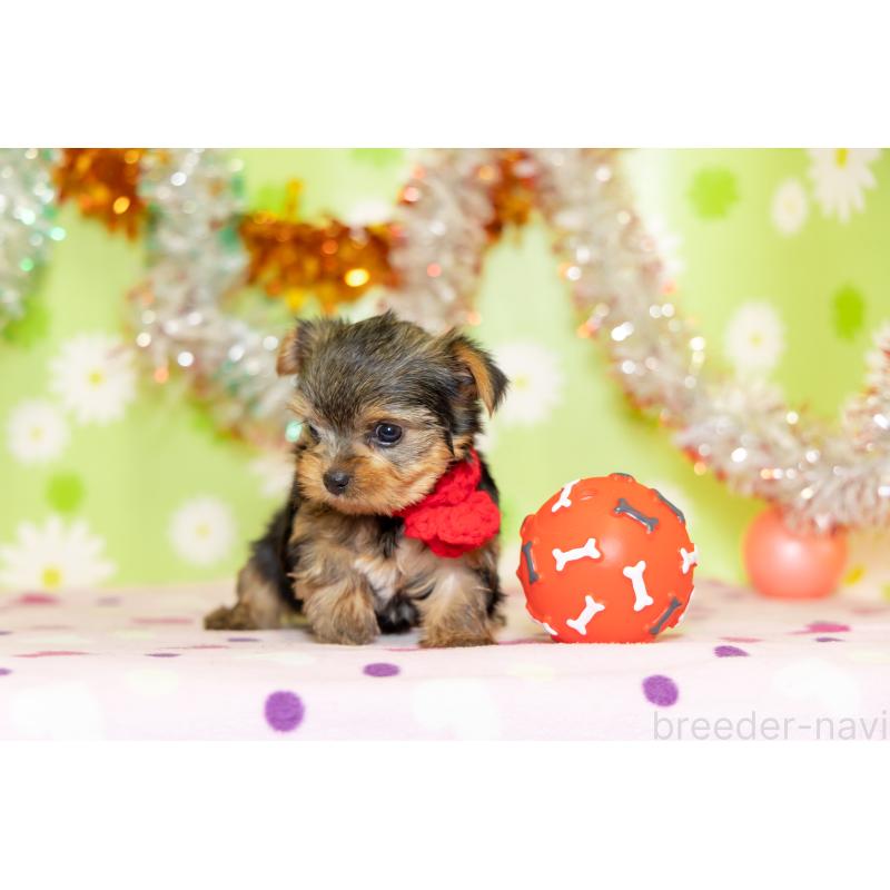 販売中の大分県のヨークシャーテリア-432262の2枚目