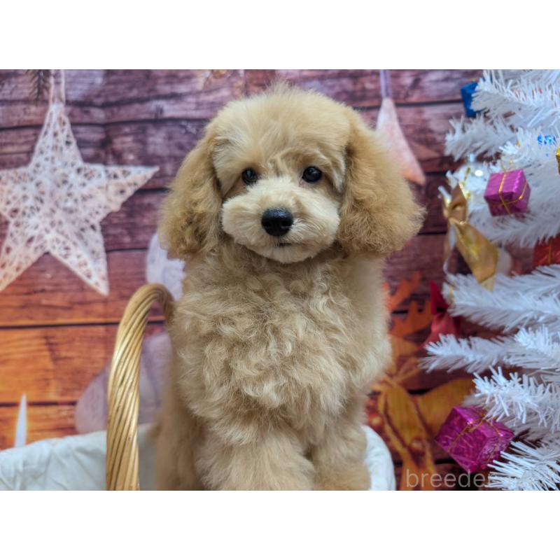 販売中の愛知県のタイニープードル-432261の3枚目