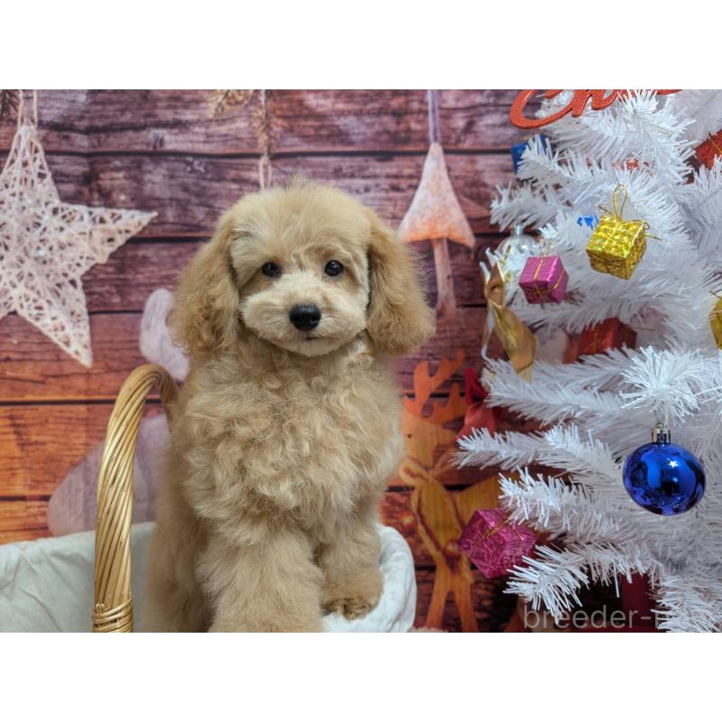 販売中の愛知県のタイニープードル-432261の2枚目