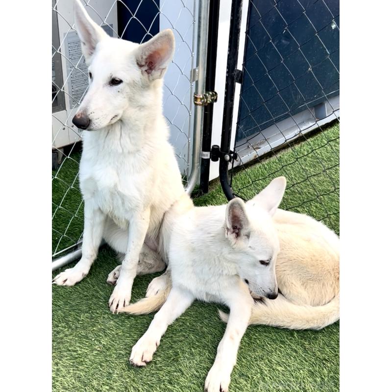 販売中の奈良県のホワイトシェパード-432263の5枚目