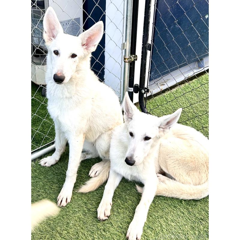 販売中の奈良県のホワイトシェパード-432263の3枚目