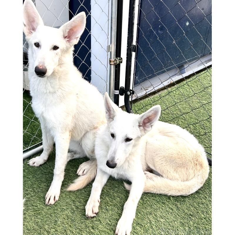 販売中の奈良県のホワイトシェパード-432263の2枚目