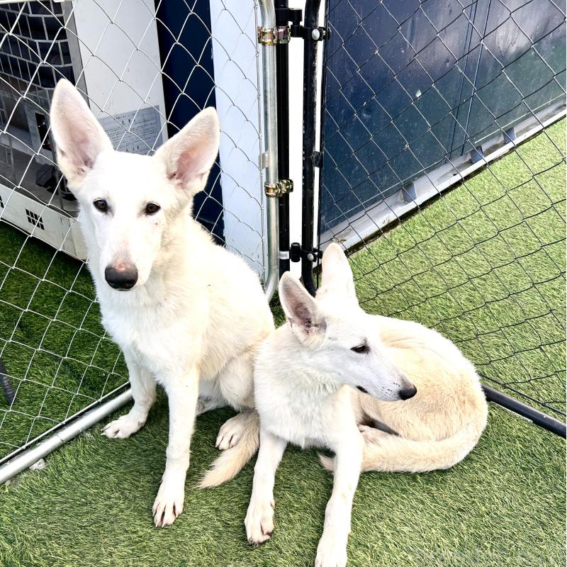 販売中の奈良県のホワイトシェパード-432263