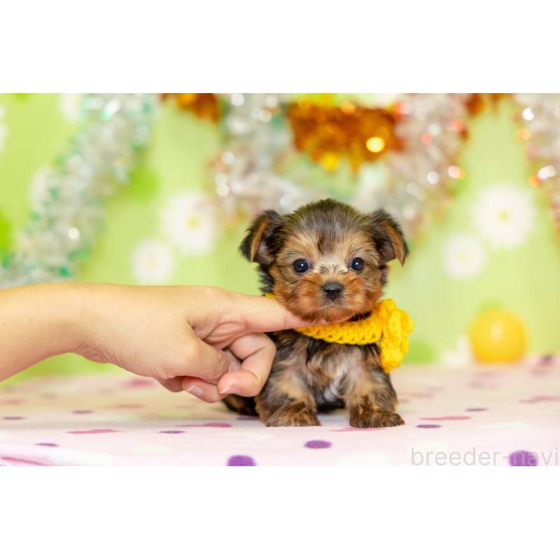 販売中の大分県のヨークシャーテリア-432265の6枚目