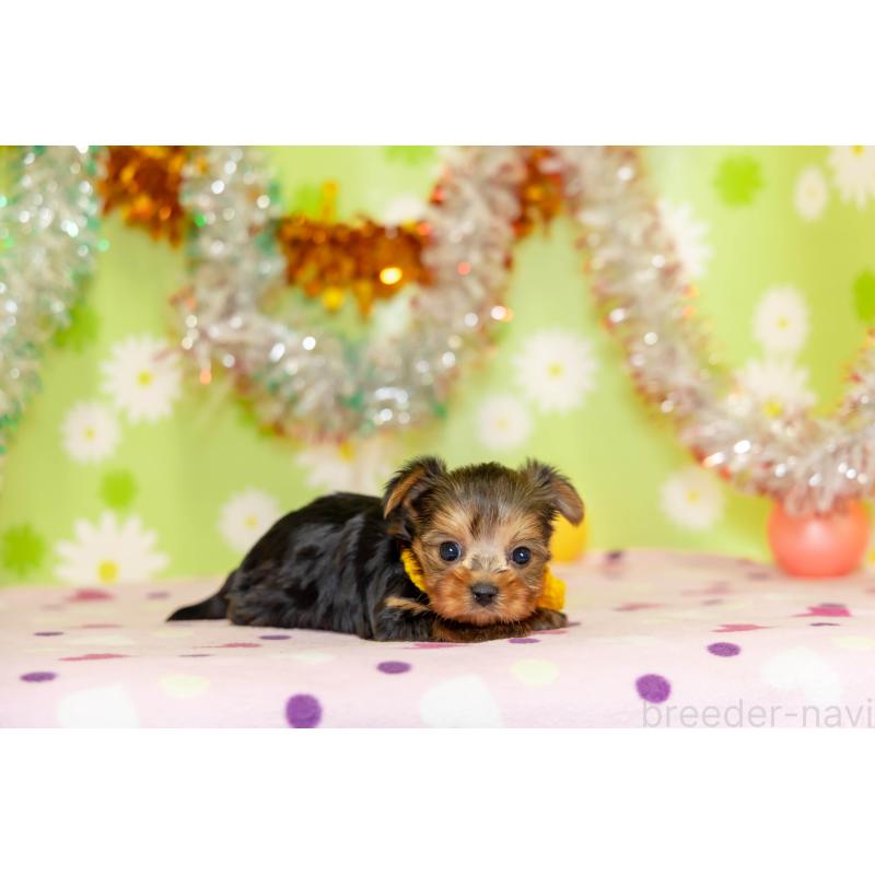 販売中の大分県のヨークシャーテリア-432265の4枚目