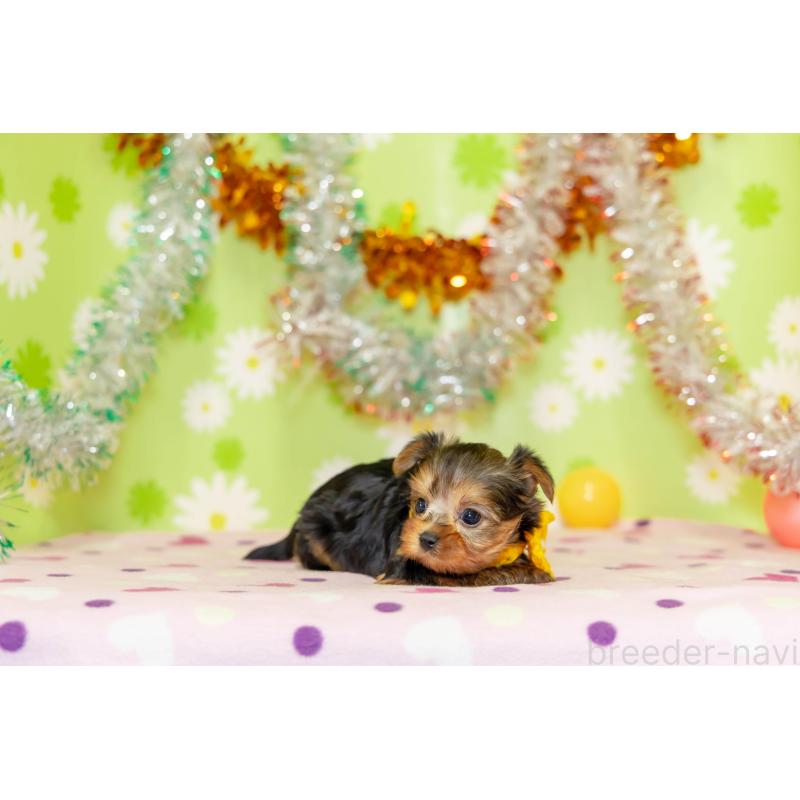 販売中の大分県のヨークシャーテリア-432265の3枚目