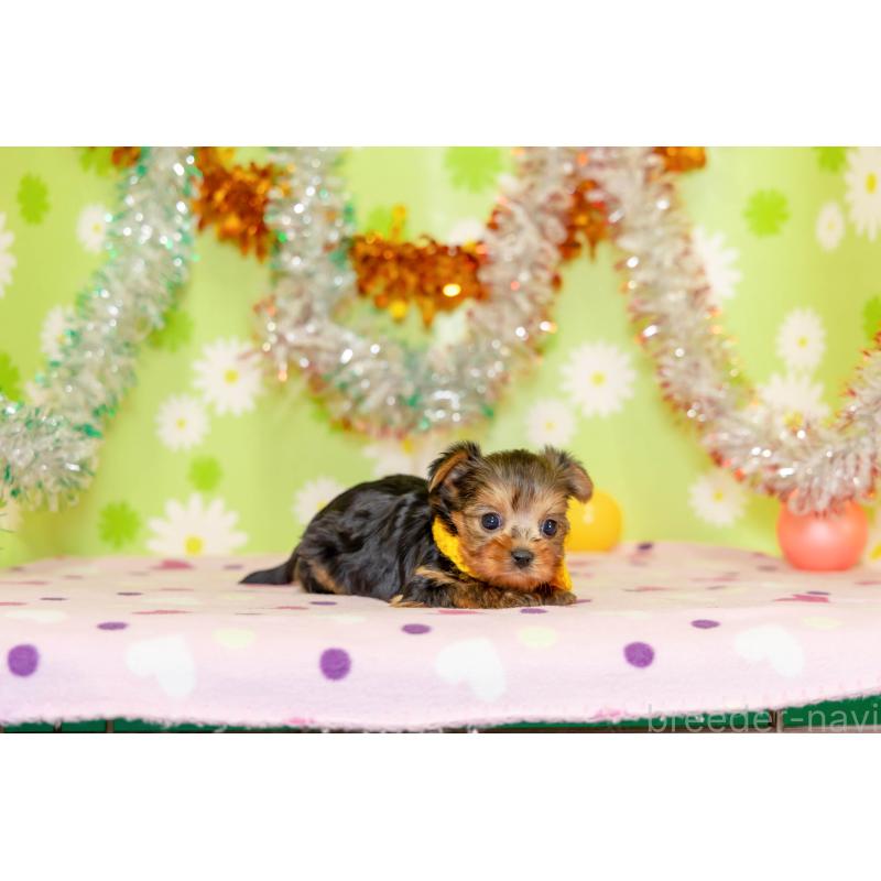 販売中の大分県のヨークシャーテリア-432265の2枚目