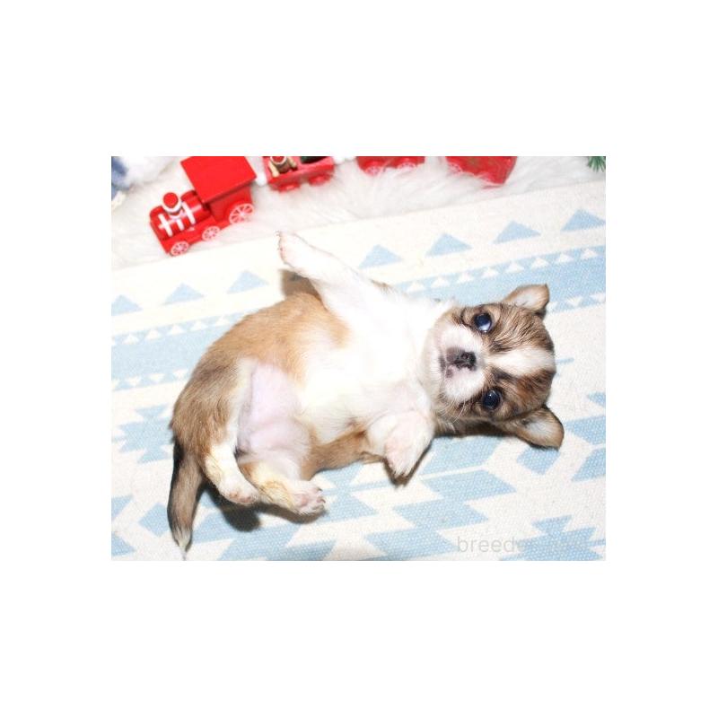 販売中の福岡県のチワワ(ロングコート)-432264の7枚目