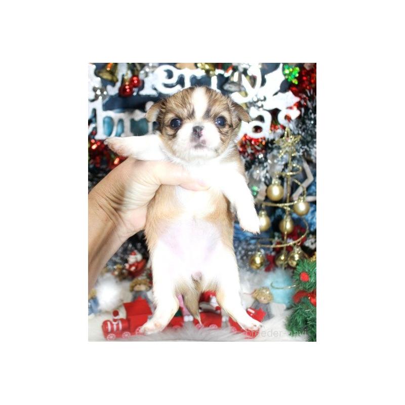 販売中の福岡県のチワワ(ロングコート)-432264の5枚目