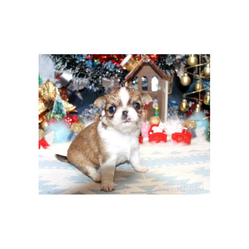 販売中の福岡県のチワワ(ロングコート)-432264の4枚目