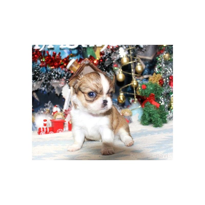 販売中の福岡県のチワワ(ロングコート)-432264の3枚目