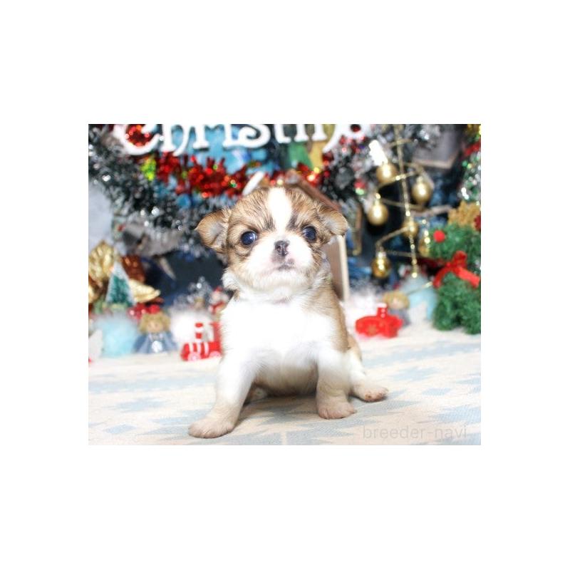 販売中の福岡県のチワワ(ロングコート)-432264の2枚目