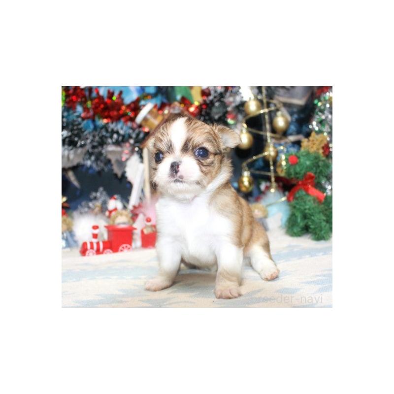 販売中ののチワワ(ロングコート)-432264