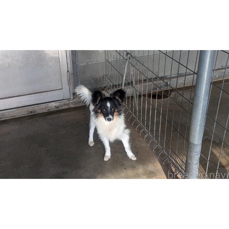 成約済の熊本県のパピヨン-398111の4枚目