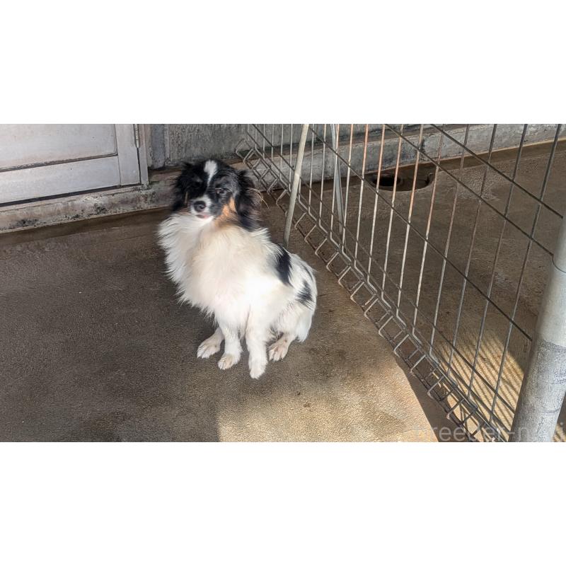 成約済の熊本県のパピヨン-398111の3枚目