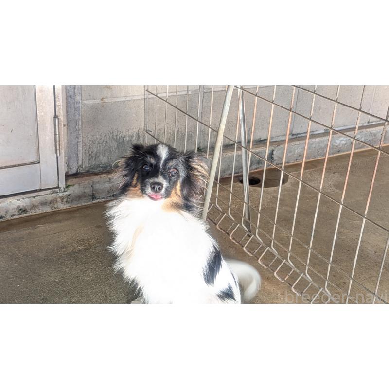 成約済の熊本県のパピヨン-398111の2枚目