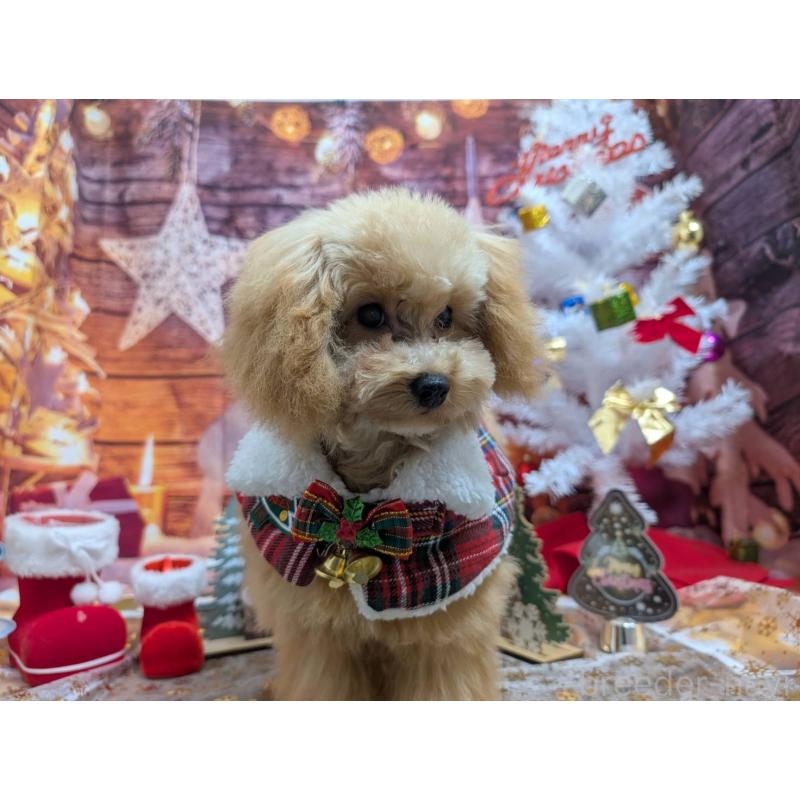 販売中の愛知県のタイニープードル-412133の3枚目