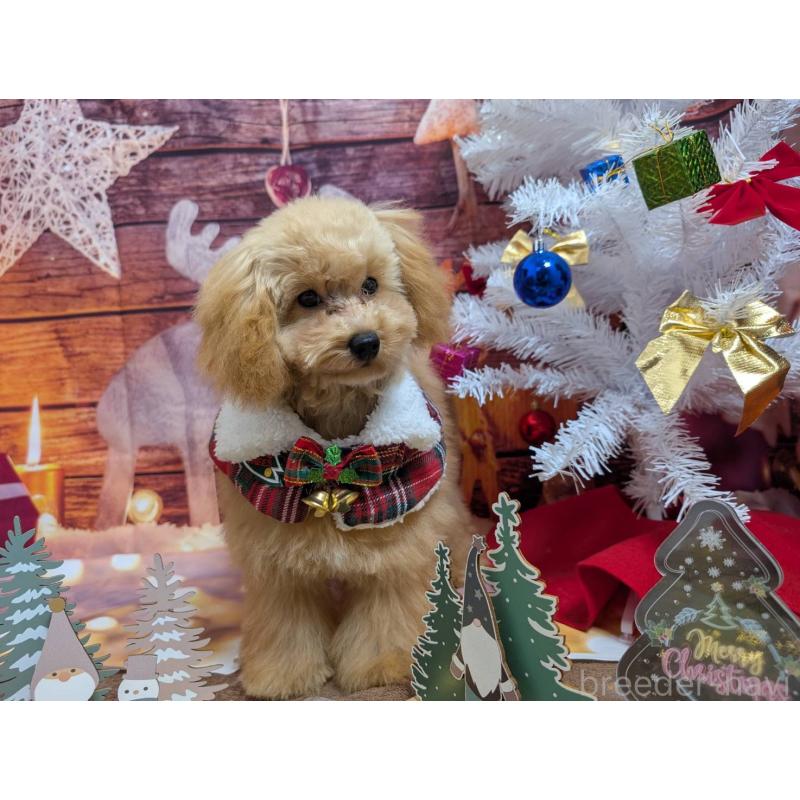 販売中の愛知県のタイニープードル-412133の2枚目