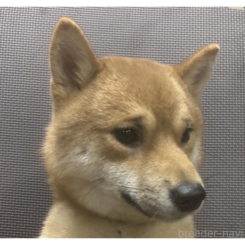 販売中の福岡県の豆柴-386478の12枚目