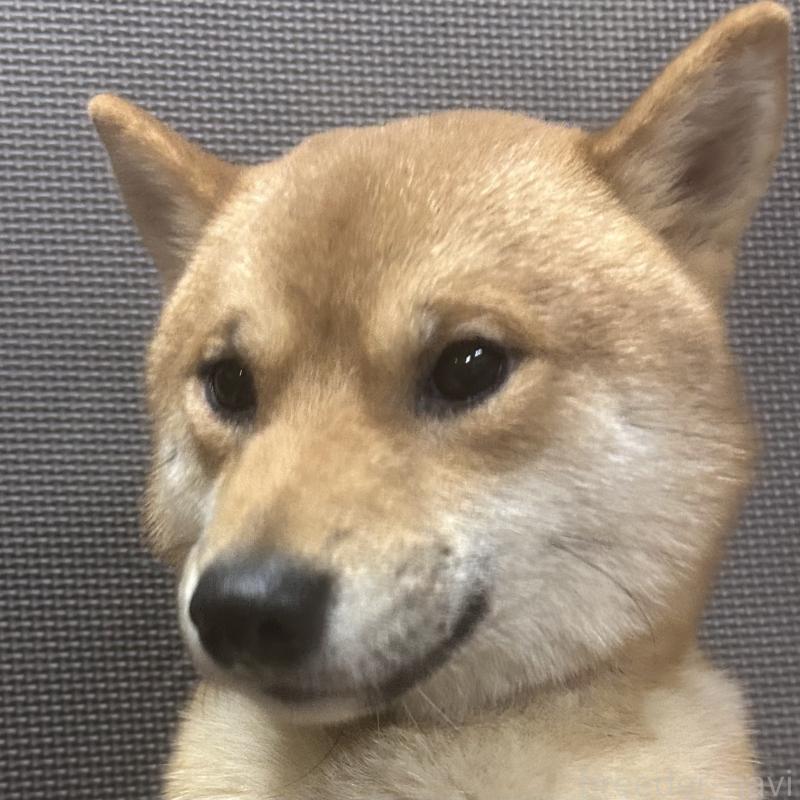 販売中の福岡県の豆柴-386478の11枚目