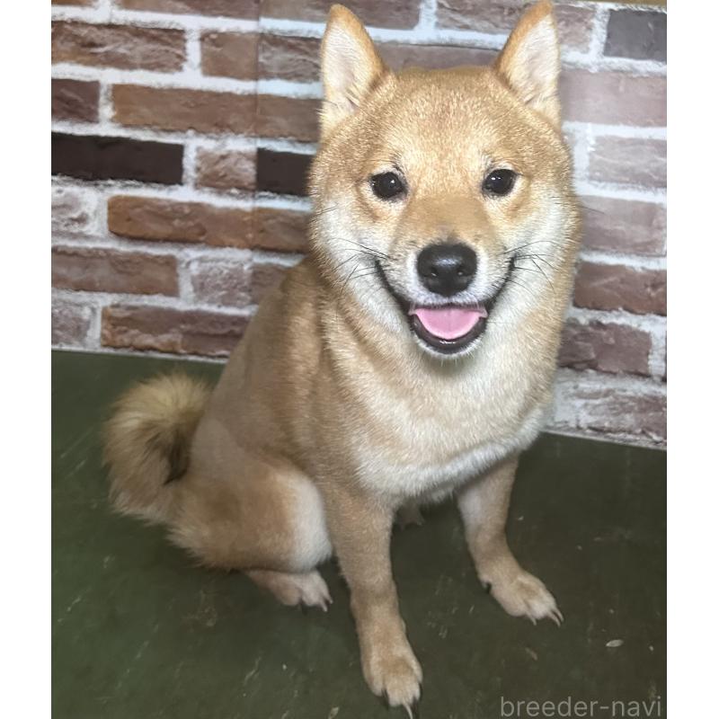 販売中の福岡県の豆柴-386478の10枚目