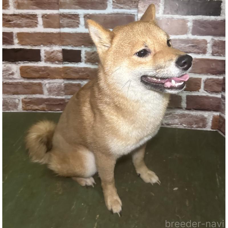 販売中の福岡県の豆柴-386478の9枚目