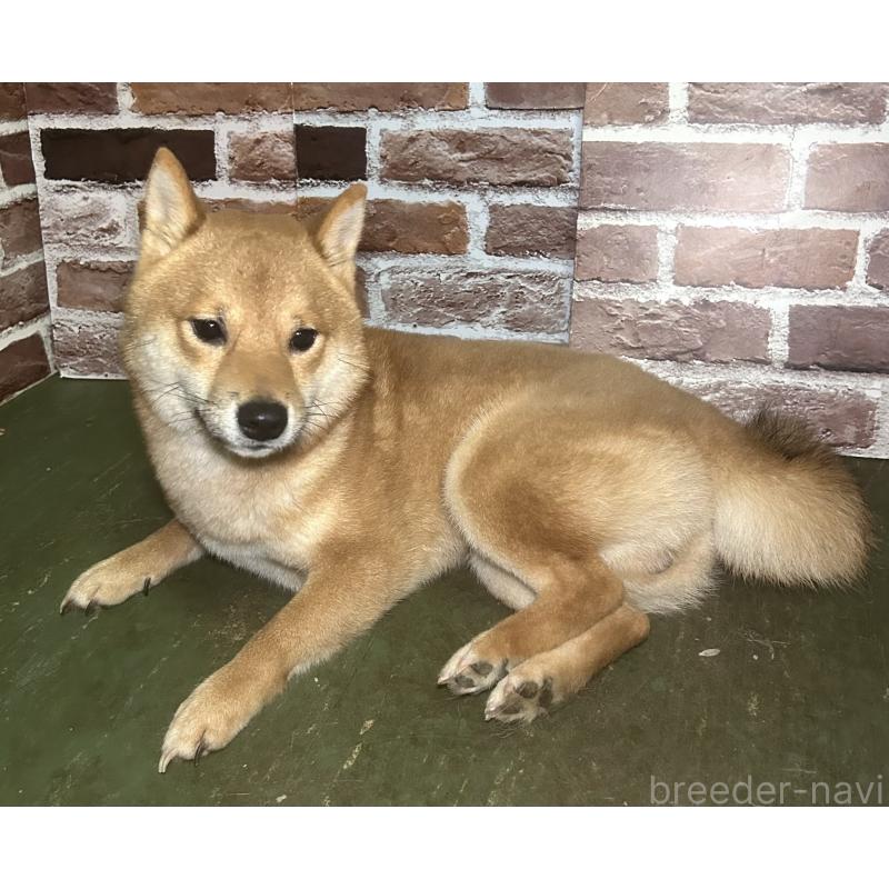 販売中の福岡県の豆柴-386478の8枚目