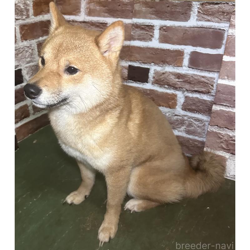 販売中の福岡県の豆柴-386478の7枚目