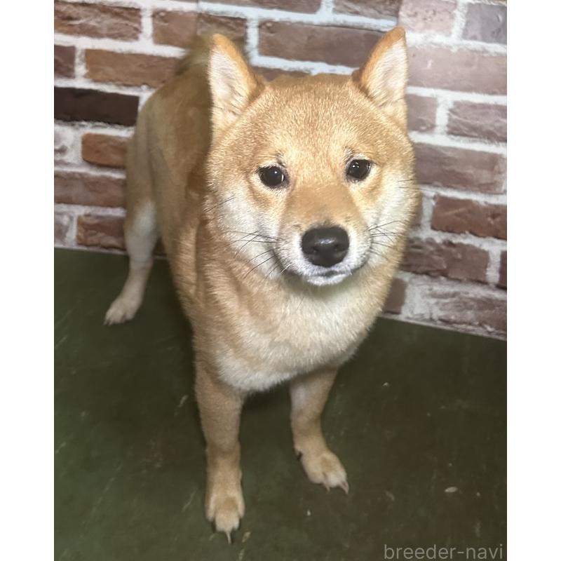 販売中の福岡県の豆柴-386478の6枚目