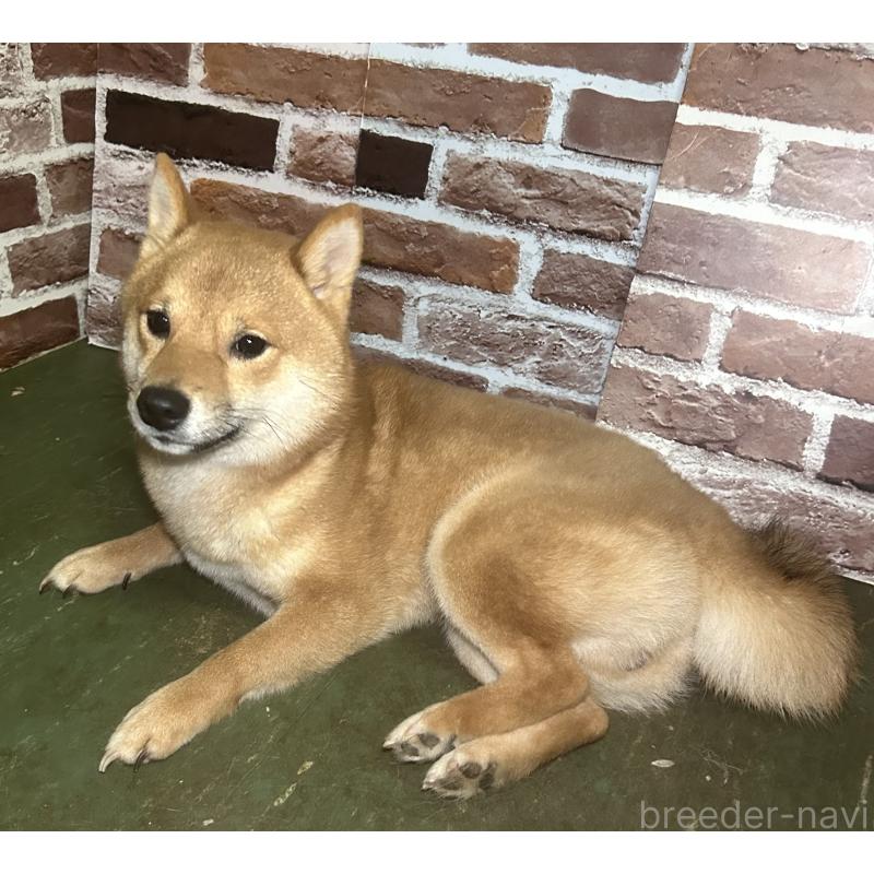 販売中の福岡県の豆柴-386478の5枚目