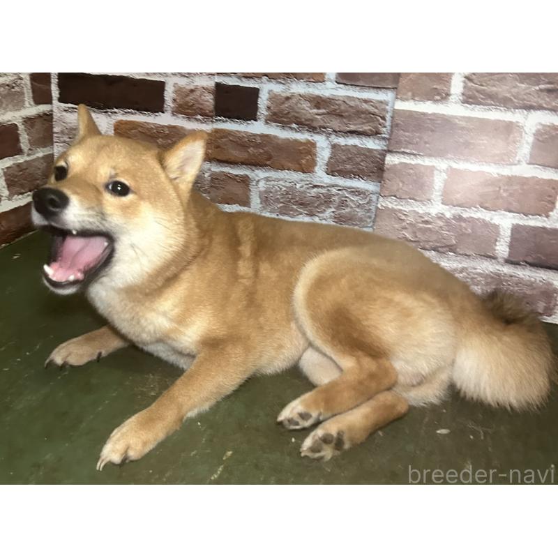 販売中の福岡県の豆柴-386478の4枚目