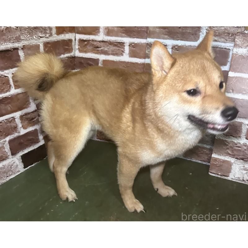 販売中の福岡県の豆柴-386478の3枚目