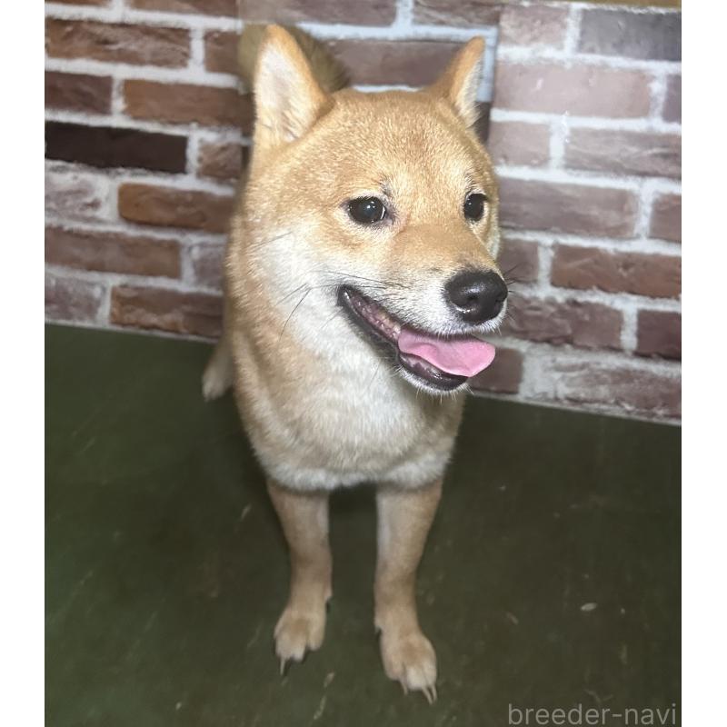 販売中の福岡県の豆柴-386478の2枚目